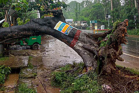 An uprooted tree in Agartala